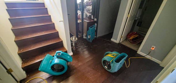 Best Mold removal after water damage  in Southaven, MS